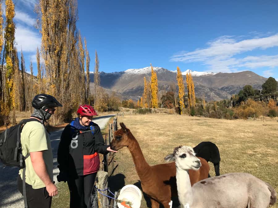 Queenstown: Guided E-Bike Tour with Winery Visits & Tastings - Key points to know before booking