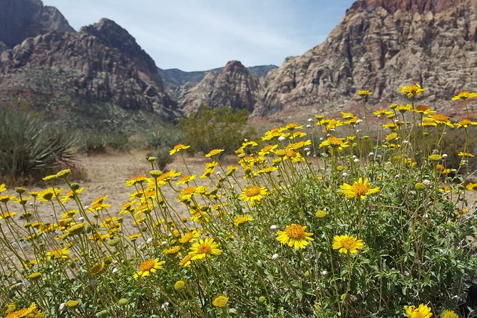 Red Rock Canyon eBike Half-Day Tour - How much work does the e-bike really require?