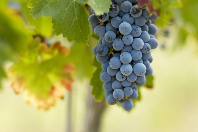 Saint-Emilion Small-Group Electric Bike Wine Tour Tastings & Lunch from Bordeaux - E-bikes make the vineyard roads approachable