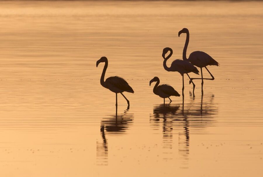 Sant'Antioco: Guided E-Bike Excursion at Sunset - Flamingos and other birds at the lagoon