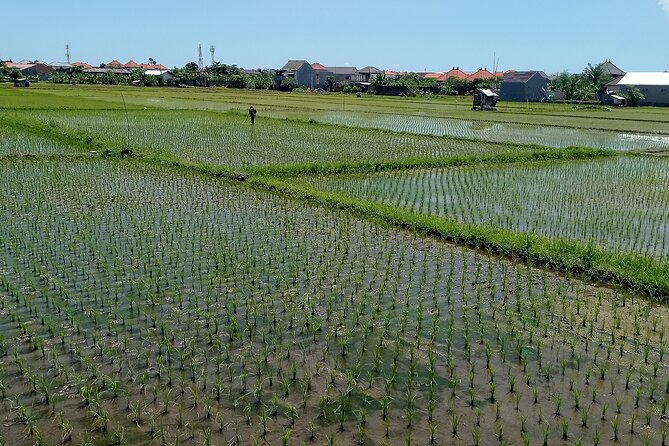 Sanur Village E-bike Tour: Family-Friendly Adventure - Turtle conservation and the emotional finish