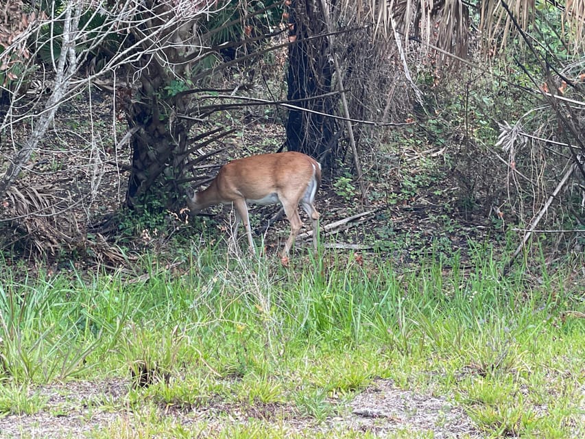 Sarasota: Myakka State Park E-bike Safari Experience - Photos, Water, and What the $85 Covers