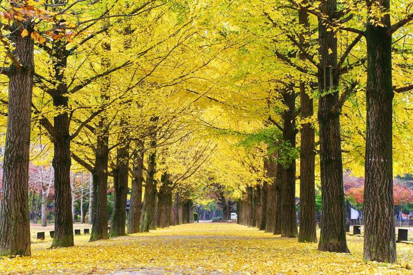 Seoul: Alpaca, Nami, Morning Calm or Eobi (+Rail Bike) - Nami Island: wooded paths and open wandering