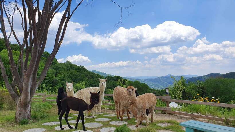 Seoul: Alpaca, Nami, Morning Calm or Eobi (+Rail Bike) - Alpaca World: one hour with the fluffy residents