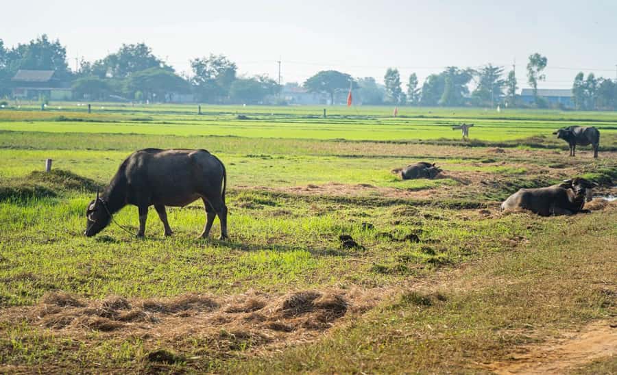 Siem Reap: Guided Countryside Bike Tour - Key points at a glance