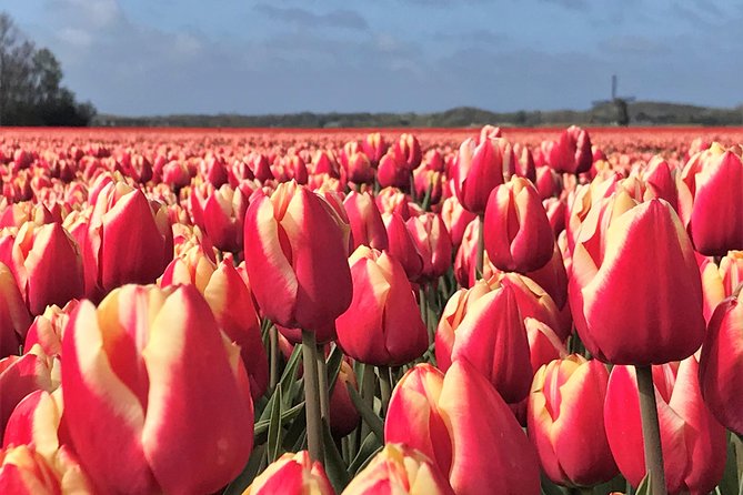 Small Group Tulip and Spring Flower Fields Bike Tour - The 10:00 am start and first miles