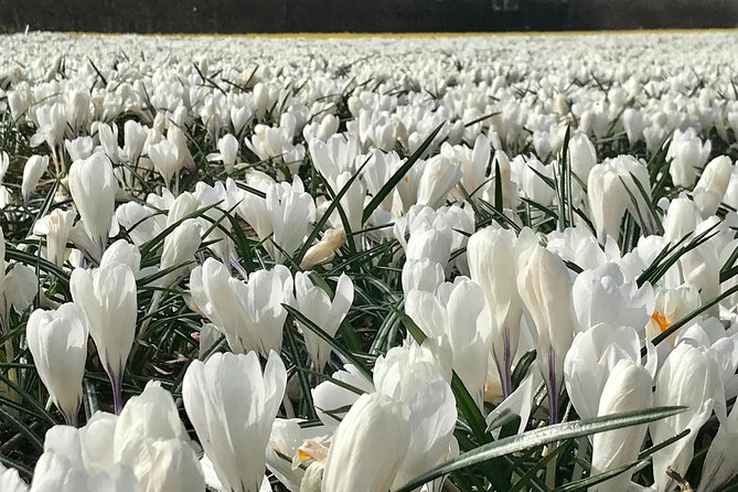 Small Group Tulip and Spring Flower Fields Bike Tour - Photo stops without a rushed group