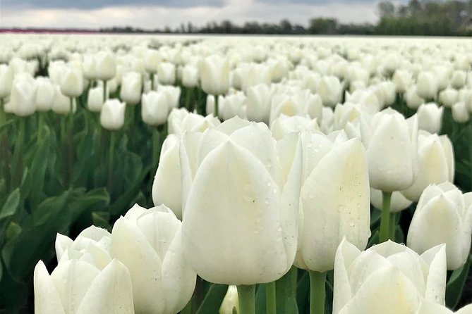 Small Group Tulip and Spring Flower Fields Bike Tour - The guide makes the difference