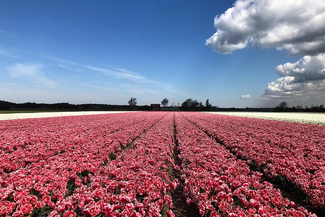 Small Group Tulip and Spring Flower Fields Bike Tour - Bike rental, helmets, and what to wear
