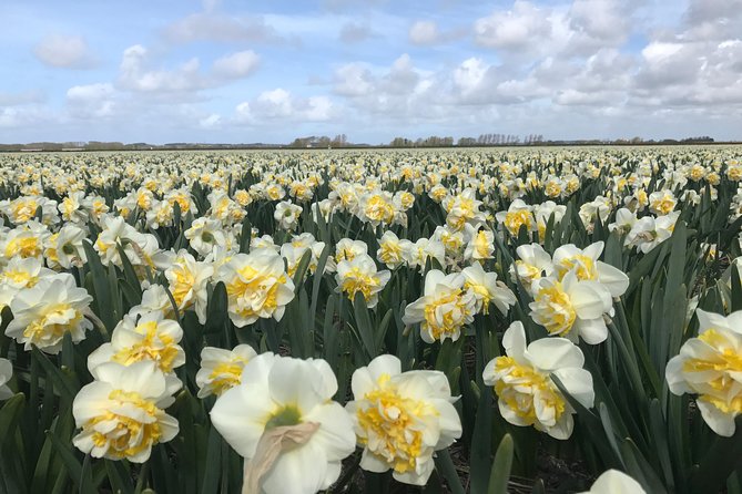 Small Group Tulip and Spring Flower Fields Bike Tour - Weather, wind, and the short tulip season