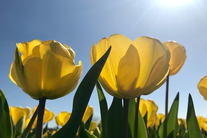Small Group Tulip and Spring Flower Fields Bike Tour - Who gets the best value from this ride