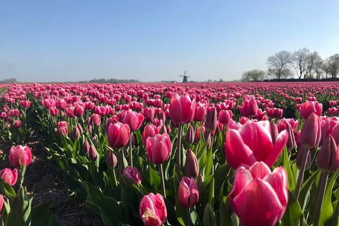 Small Group Tulip and Spring Flower Fields Bike Tour - Tulip fields, farms, and spring color