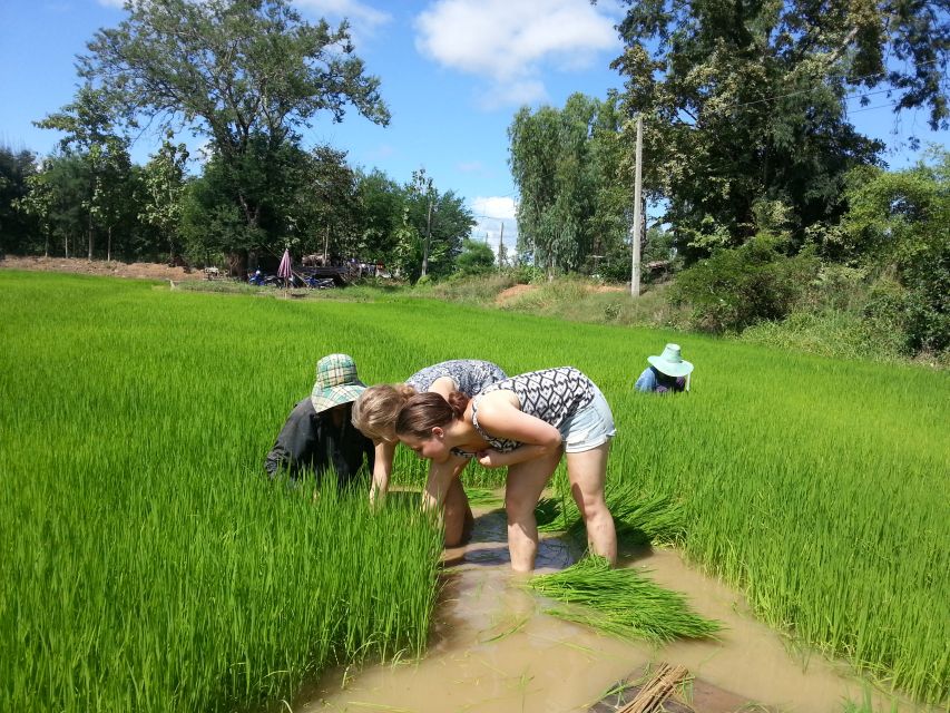 Sukhothai: Half-Day Countryside Bike Tour - Dirt roads through the rice paddies