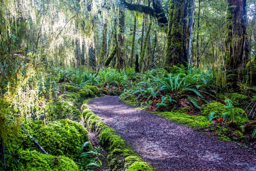 Te Anau: River Jet Boat and Bike Ride Tour with Local Guide - What $143 gets you