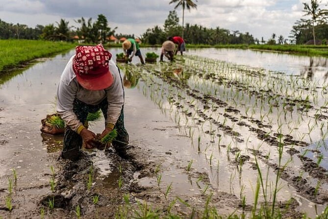 Ubud: Downhill Cycling with Volcano, Rice Terraces and Meal - Family compounds, temples, and the giant jackfruit
