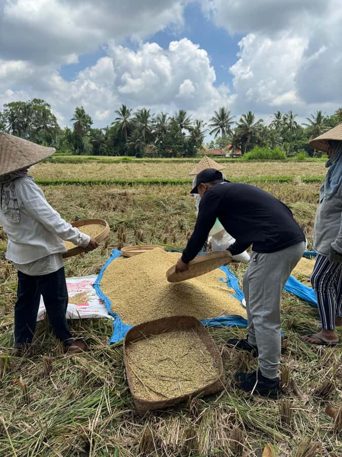 Ubud: Downhill Cycling with Volcano, Rice Terraces, and Meal - Is the $36 price good value?