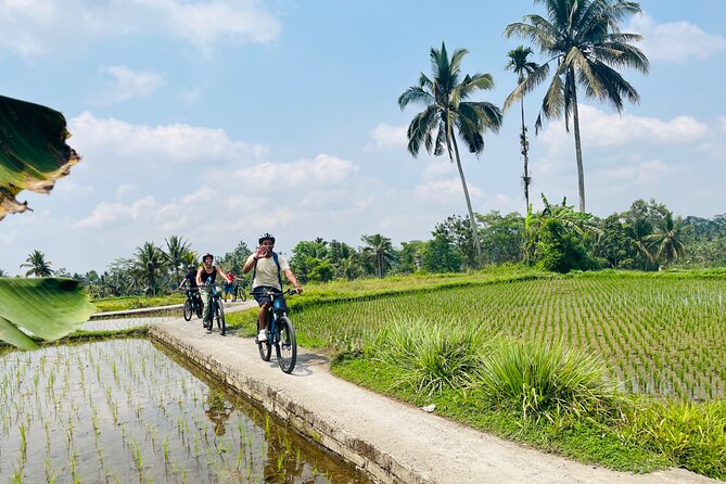 Ubud eBikes Tour to Tegallalang Rice Terrace - Pickup, group size, and practical planning