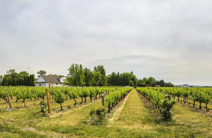 Vine and Dine Bicycle Wine Tour with Lunch - Key points to know before you book