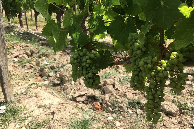Vineyard cycle tours in and around Chinon, in the Loire Valley - Riding beyond Chinon’s town center