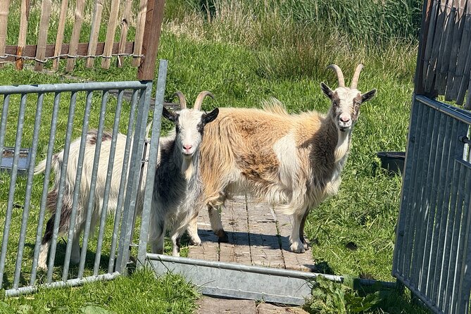 Windmill, Dairy Farms & Countryside Electric Bike Tour - Why the ferry is the smart start