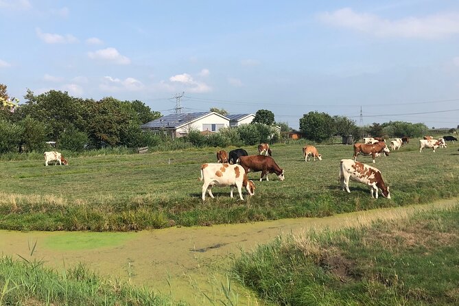 Windmill, Dairy Farms & Countryside Electric Bike Tour - What the $45.05 price really covers